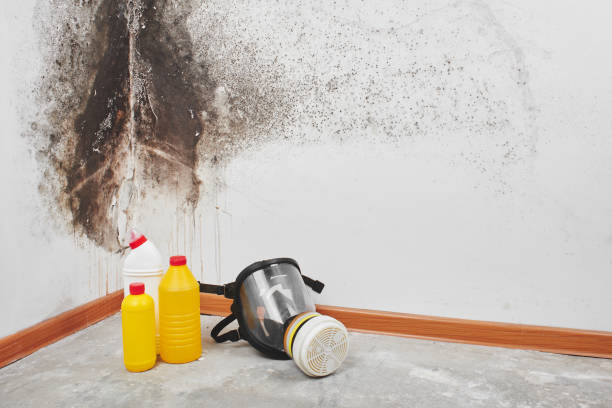 Certified Mold Removal in Pine Level, AL