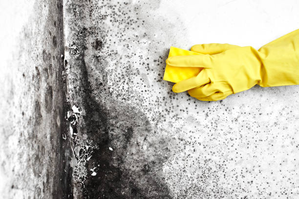 Crawl Space Mold Removal in Pine Level, AL